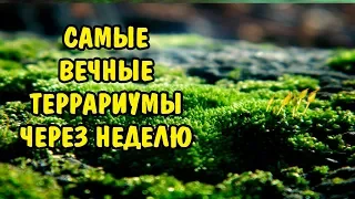 САМЫЕ ВЕЧНЫЕ ТЕРРАРИУМЫ ЧЕРЕЗ НЕДЕЛЮ. THE MOST ETHERNAL TERRARIUM ONE WEEK LATER