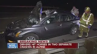 Loose horses hit by vehicles in Alpine