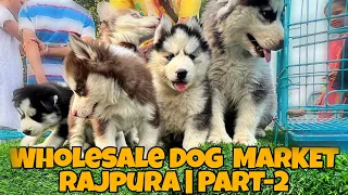 Wholesale Dog Market - Rajpura, Punjab | Part-2