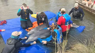 Six Bottlenose Dolphins Rescued in Aftermath of Hurricane Laura