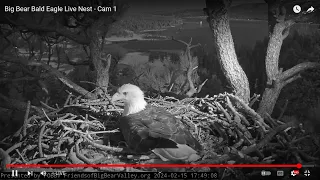 Fierce Jackie Flushes Sub-Adult From Nest Tree Basement