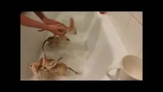 Fennec Foxes take a warm bubble bath