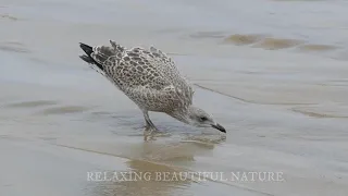 Relaxing beautiful birds in Nature