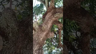 200 year old mango tree