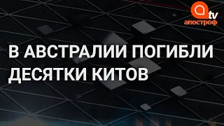 Сотни китов застряли на мели в Австралии: десятки уже погибли