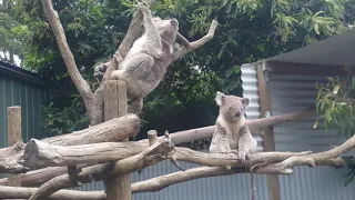 Talking with the Koalas