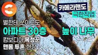 극한직업으로 인정할 수 밖에 없는 광경ㅣ'자연산'에 목숨을 걸었다! 아파트 30층 높이에서 독하고 강한 자이언트 꿀벌과의 맨몸 사투ㅣ캄보디아 목청꾼ㅣ해외극한직업