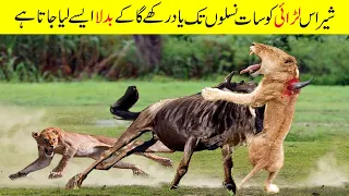 جانوروں کی آپس میں ہونے والی بہت ہی زبردست لڑائیاں | The Most Intense Battles of Wild Animals