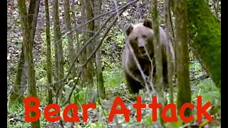 Bear Attack / Атака медведя. Застрелить или оставить в живых? Урал