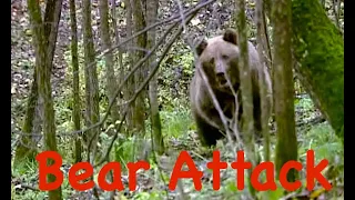 Bear Attack