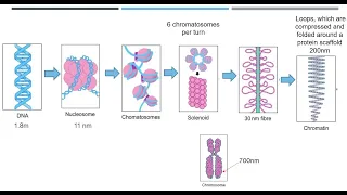 Chromosomes and DNA Packaging