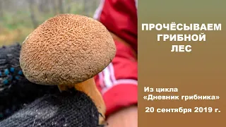 Прочёсываем грибной лес. Дневник грибника 20 сентября 2019 года.