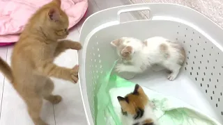 Adopted ginger kitten crazy meeting with funny new calico kittens