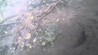 Черепаха в пруду на GoPro