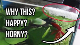 Betta Fish Bubble Nest: Everything to Know About It! (What It Means & What to Do)