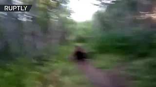 In Russia man chases Bear