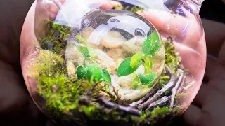 Putting an Ecosphere Inside of a Closed Terrarium