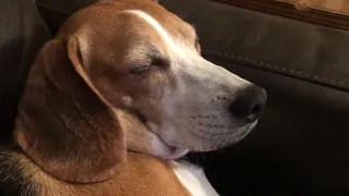 Molly’s snoring on the couch