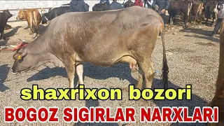 Andijon shaxrixon choja chorva mol bozori bogoz suti kop sigirlar narxlari  апреля 2024 г.