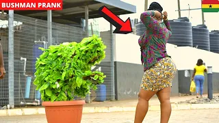 😂😂😂She Thought It Was A Flower! Compilation 28. Bushman | Spider Prank