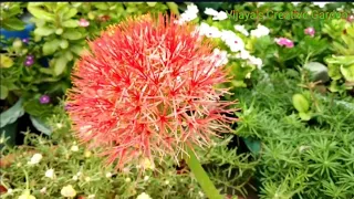 बरसात में फूल देने वाली bulbs को तुरंत नर्सरी से लेकर लगाए rainy season flowering bulbs growing tips