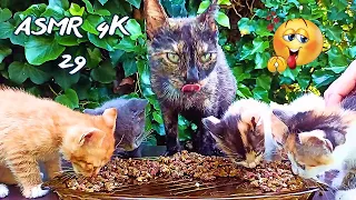 Mother Cat & Kittens Eating Wet Food 😻 4K /asmr cat eating 29