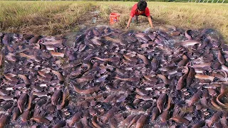 Best Hand Fishing | Amazing Man & Boy Catching Big Catfish - by Hand |in Mud Water