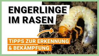 Engerlinge im Rasen: Tipps zur Erkennung und Bekämpfung