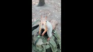 Белки пришли за орешками. Разве можно им отказать / Squirrels came for nuts. How can you refuse them