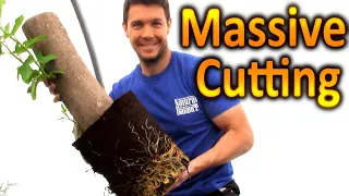 BIGGEST Cutting We've ever Rooted: How to Grow a Fig Tree From a Cutting | Extreme Plant propagation