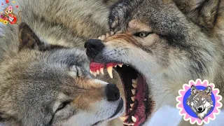 Monster wolf Awesome Wolf Howling Compilation !