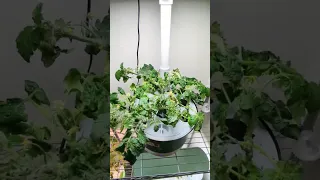 Experimenting 2  vs.  3 tomato plants in Aerogarden Harvest