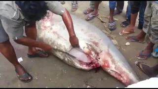 Вскрытие беременной акулы жесть