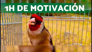 1h. Motivación para CANTO de JILGUERO 🔊 Para EDUCAR Jilgueros