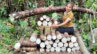 Harvest giant taro and bring it to the market to sell _ buy plants to plant | Chuc Thi Duong