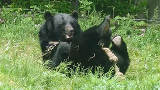 2024年4月30日 ツキノワグマのアイル