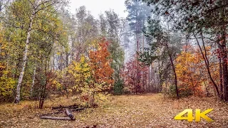 Autumn Forest Walk Footage - 4K UHD Fall Nature Walk Video with Music