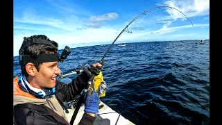 Insane!!!! Yellowtail kingfish catch