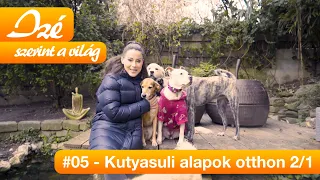 Izé szerint a világ #05 – Kutyasuli alapok otthon 1.