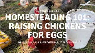 Homesteading 101: Raising chickens for eggs