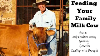 FEEDING YOUR FAMILY MILK COW -  BODY CONDITION - Grass-fed/ Fermented Grain-GENETICS - FEED OPTIONS