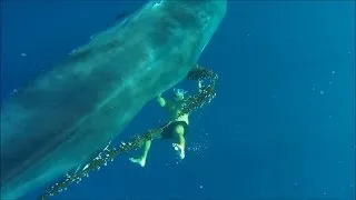 Fearless Free Diver Saves Huge Whale Trapped in Fishing Line