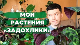 5 Комнатных Растений с которыми я не могу справиться