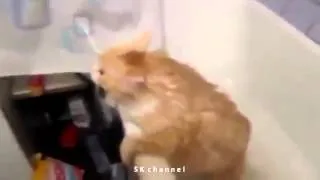 Толстый кот застрял в ванной