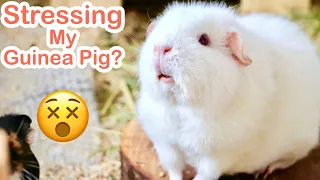 6 Signs You're Stressing Your Guinea Pig