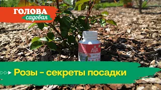 Голова садовая - Розы - секреты посадки