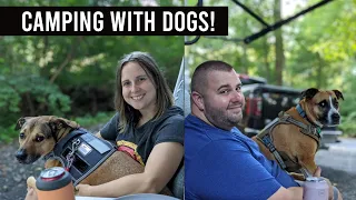 Let's Talk about Dogs! // Tips for RV Camping with Dogs