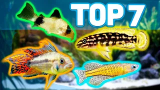 MY TOP 7 BEST AQUARIUM FISH FOR 20 GALLON AQUARIUMS