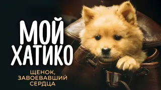 Мой Хатико (2023) | Трейлер | Фильмы про животных