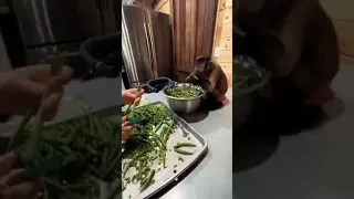 Adorable monkey helps to prepare dinner